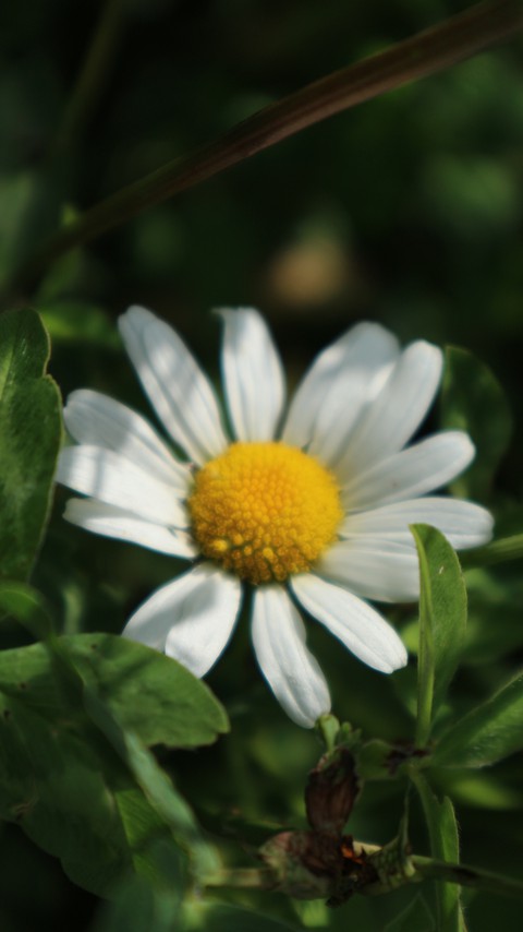 Camomile