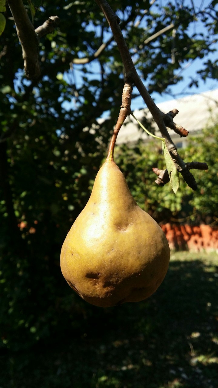 Little sweet pear