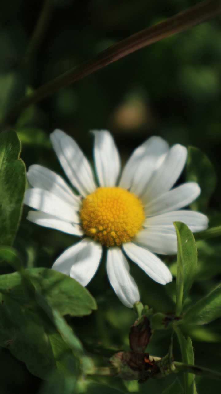 Camomile