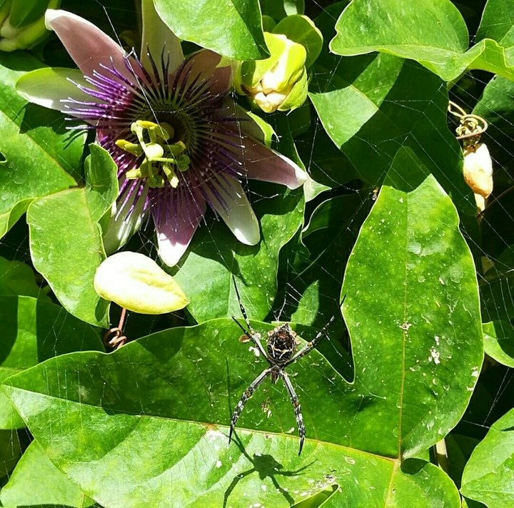 spider pavillion