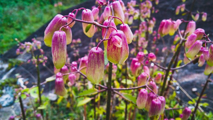 pink beauty