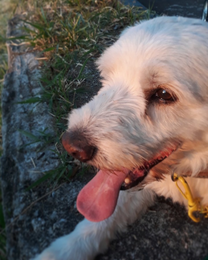dog