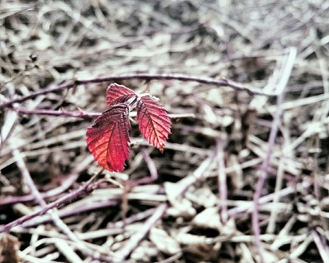 Red leaves