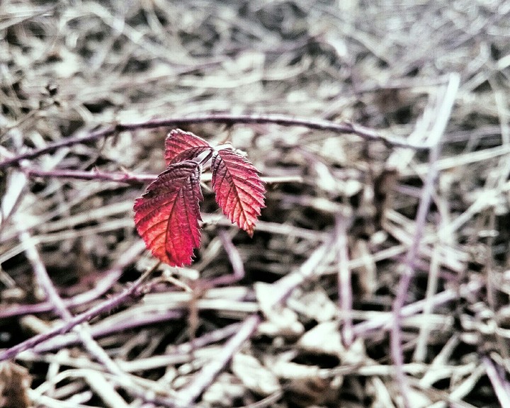 Red leaves
