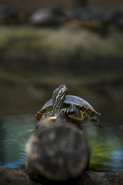 обои turtle, reptile
