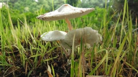 Mushrooms
