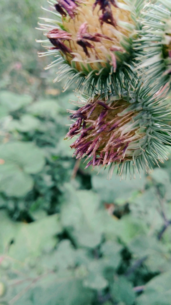 In Forest