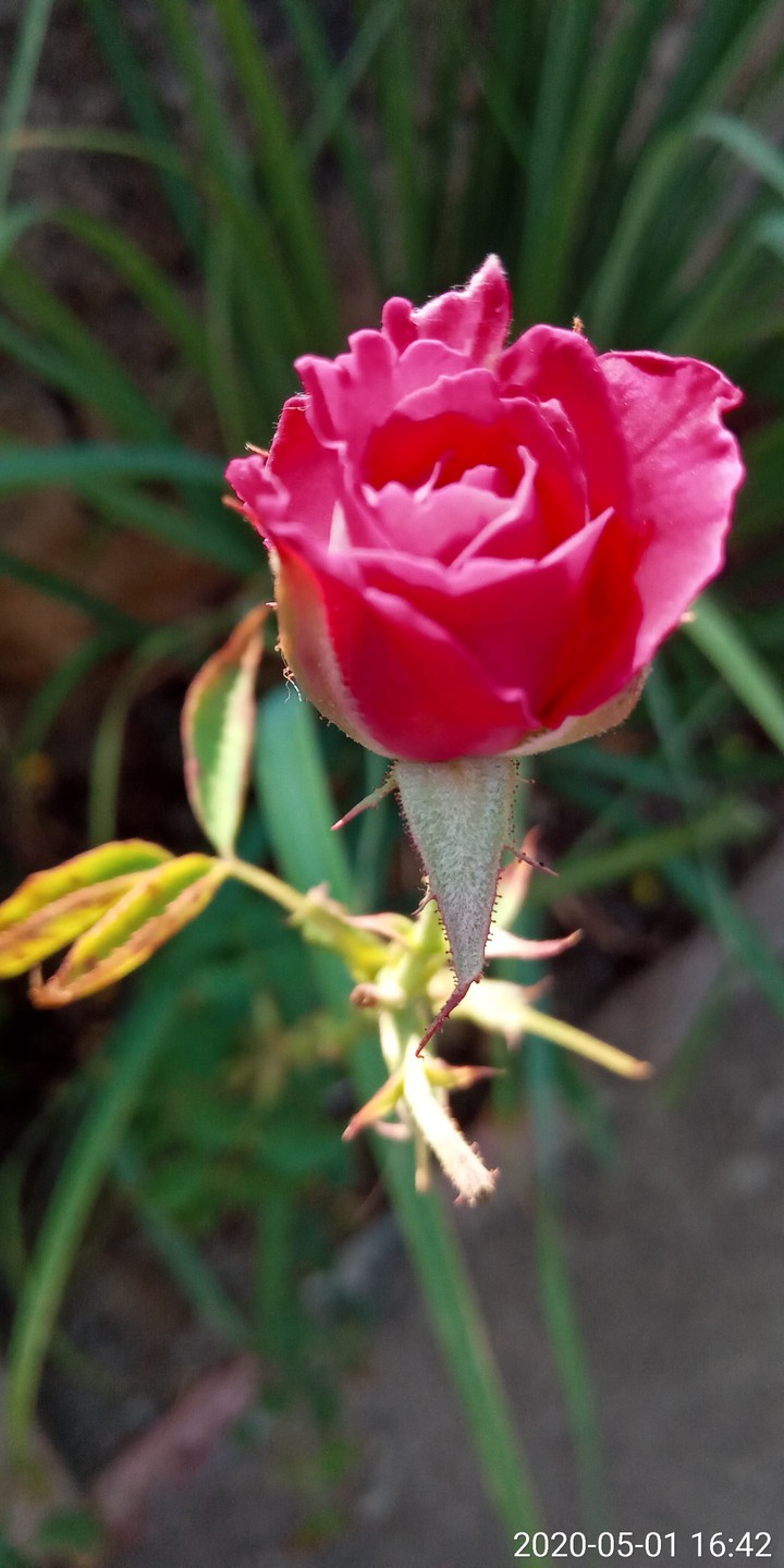 beauitful rose..