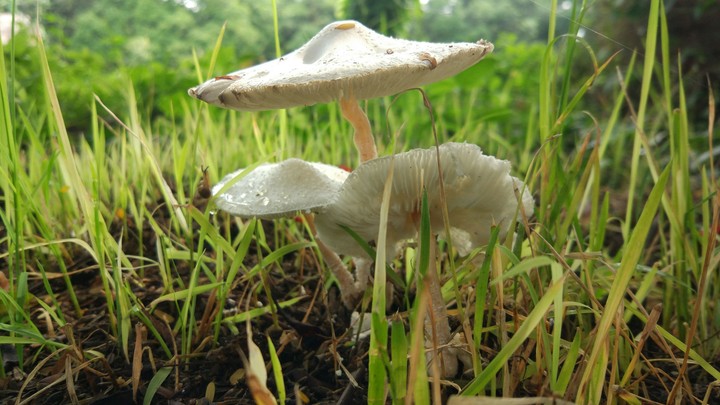 Mushrooms