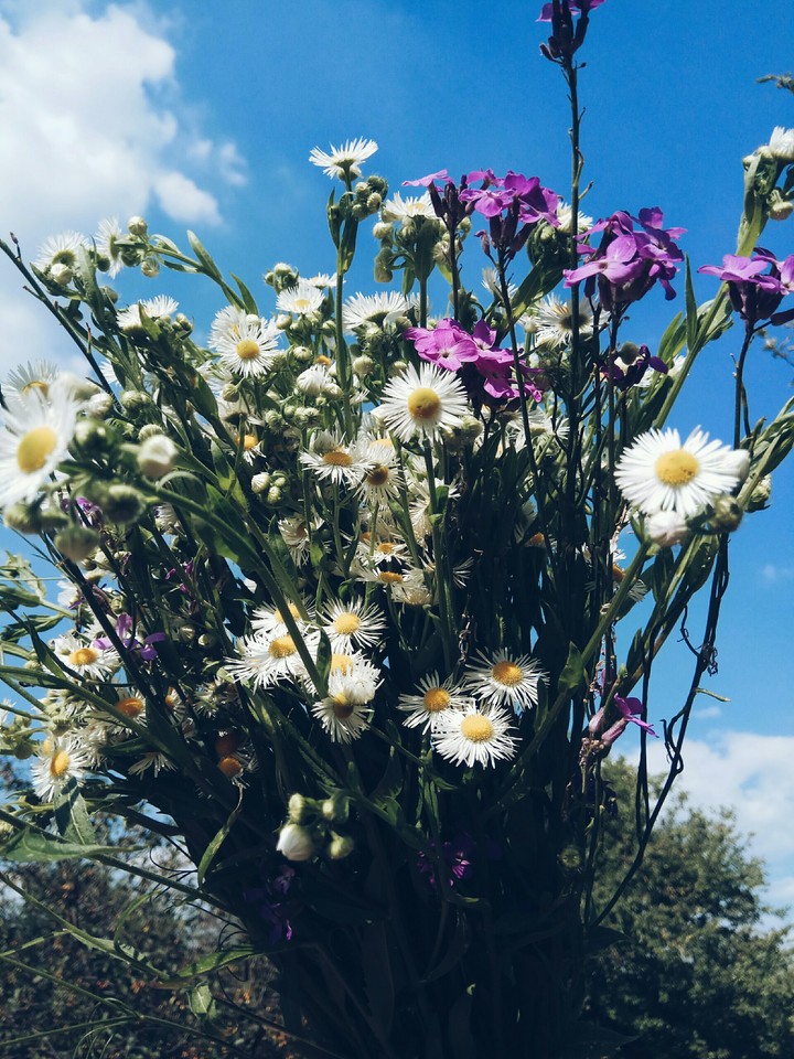 wilddflowers
