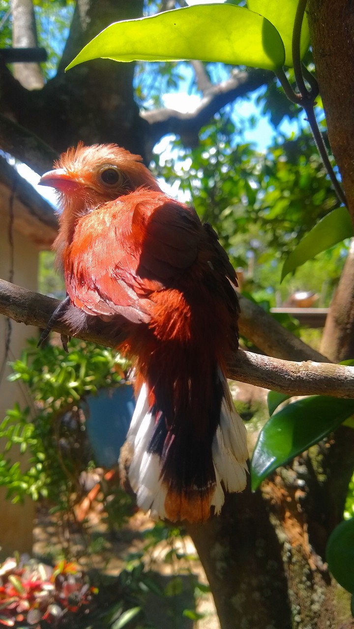 chcichalaquilla