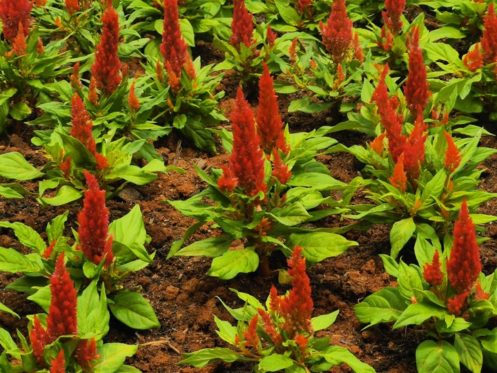 flowers