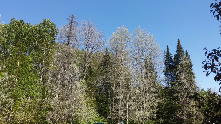 White aspen