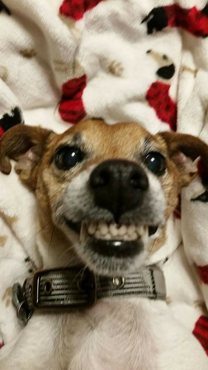Smiling Jack Russell