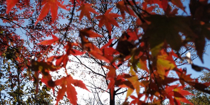 Autumn Season