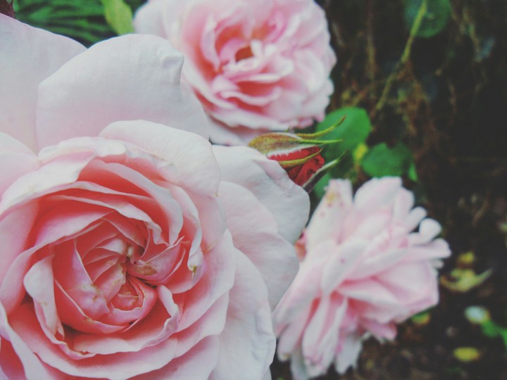 rose 