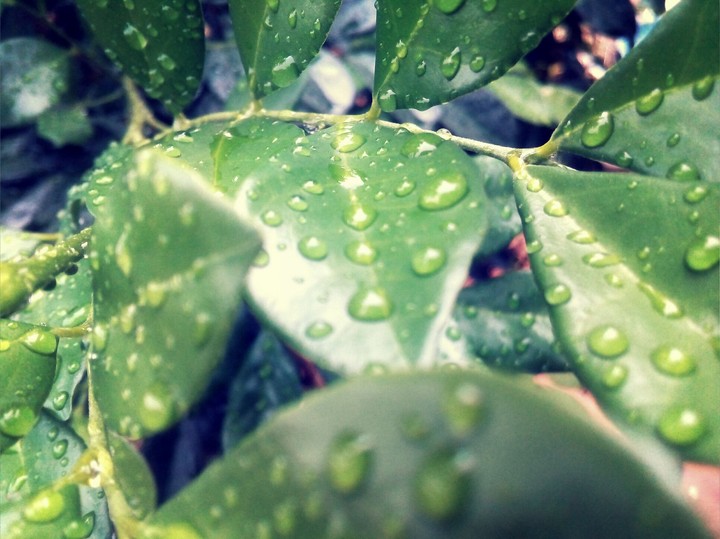 Rain