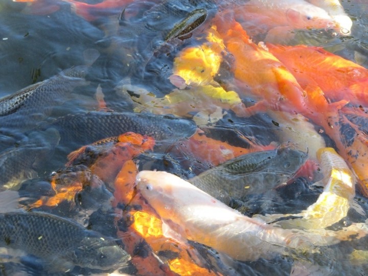 bunch of koi
