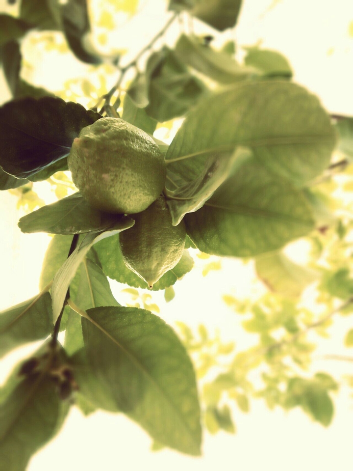 lemony