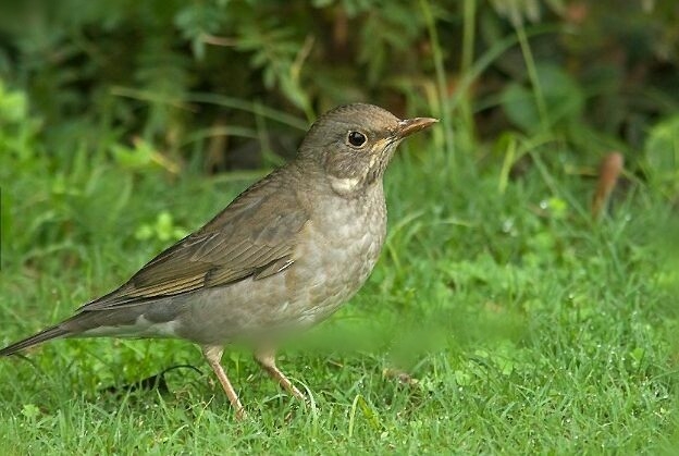 kashmiri bird