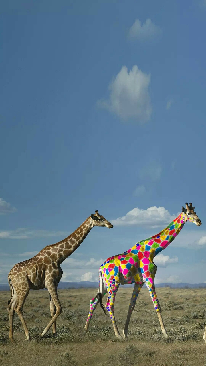 Zebra Vs Zebra