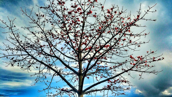 tree