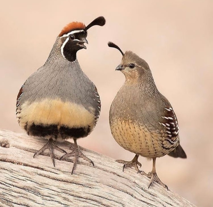 Birds