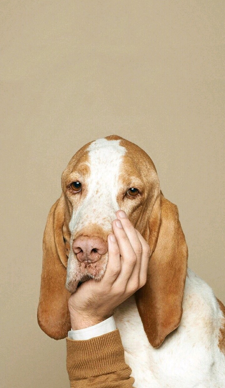 Thinking dog!