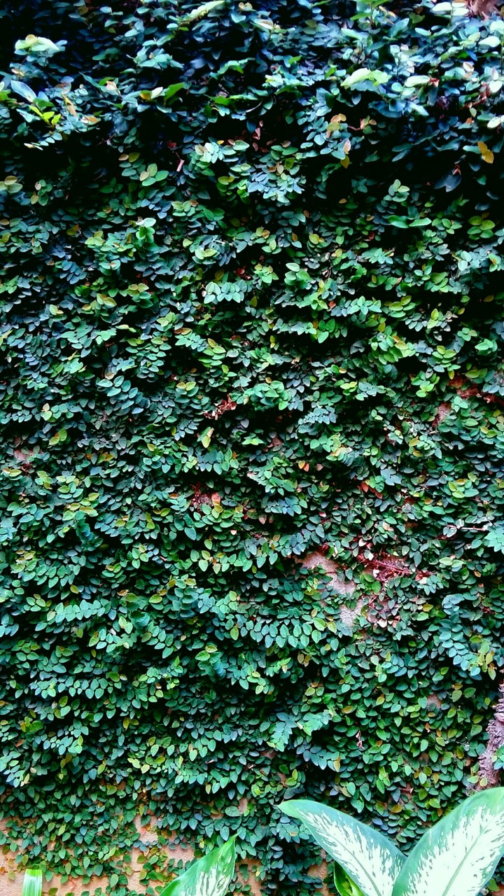 Lush Green