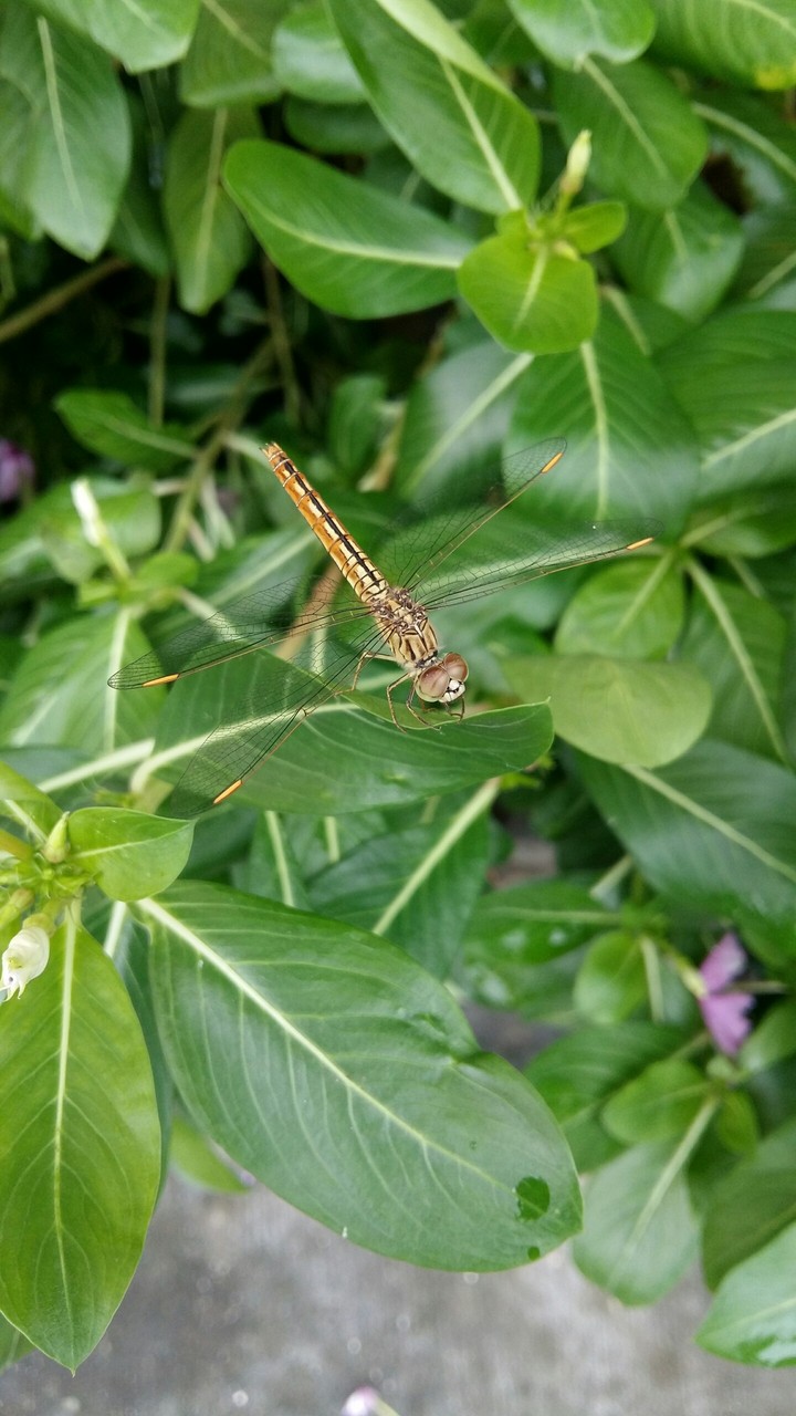 Dragonfly