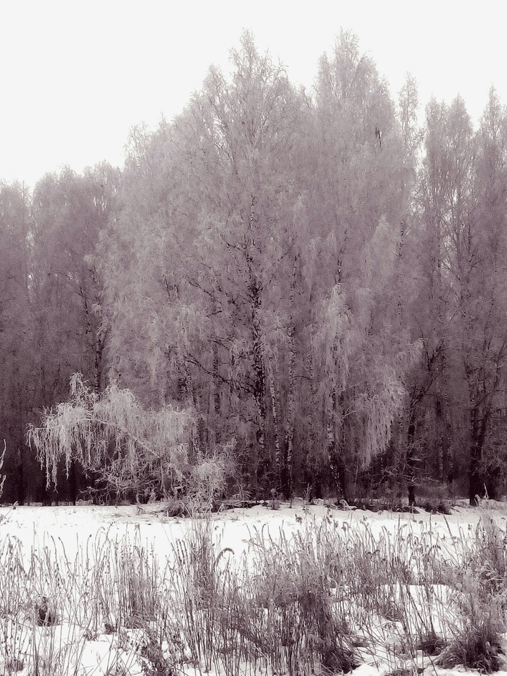 Берёза в снегу, Россия/Birch in the snow, Russia
