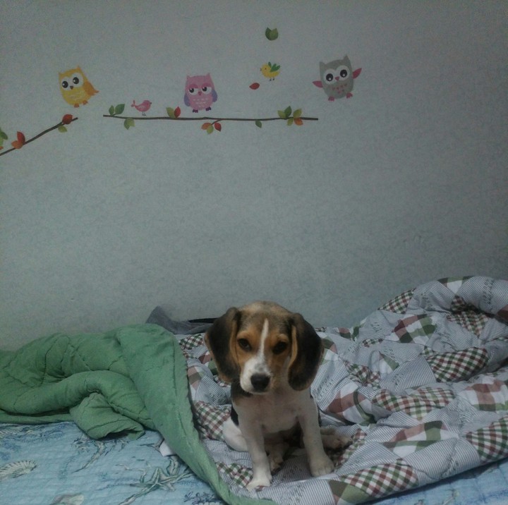 bonnie