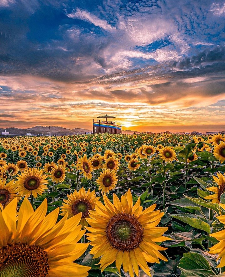 lovely sunflowers... amazing sky