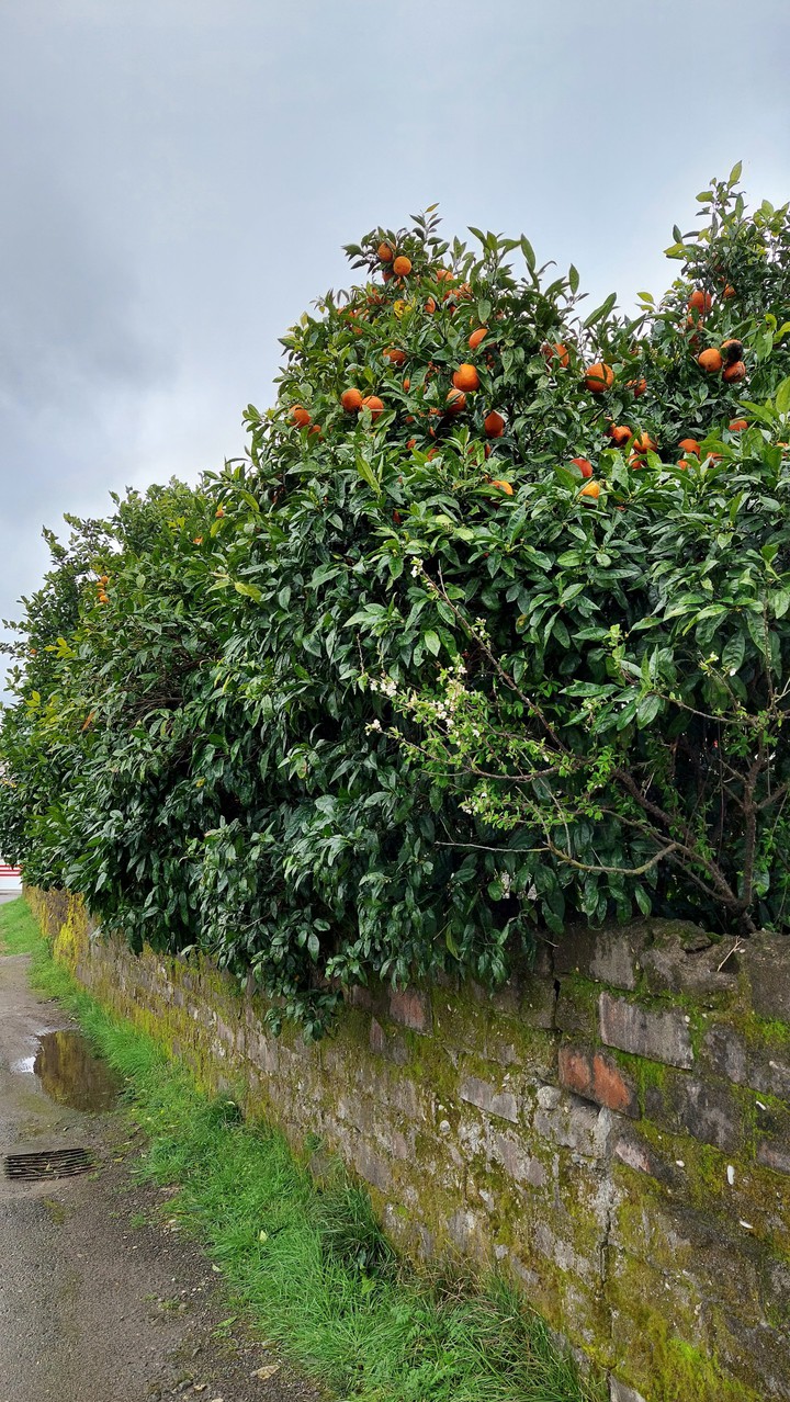 orange