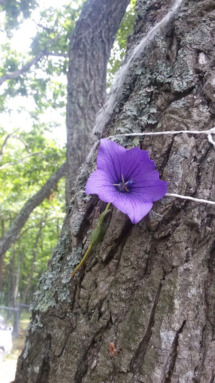 I purple you