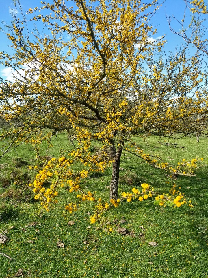 aromito