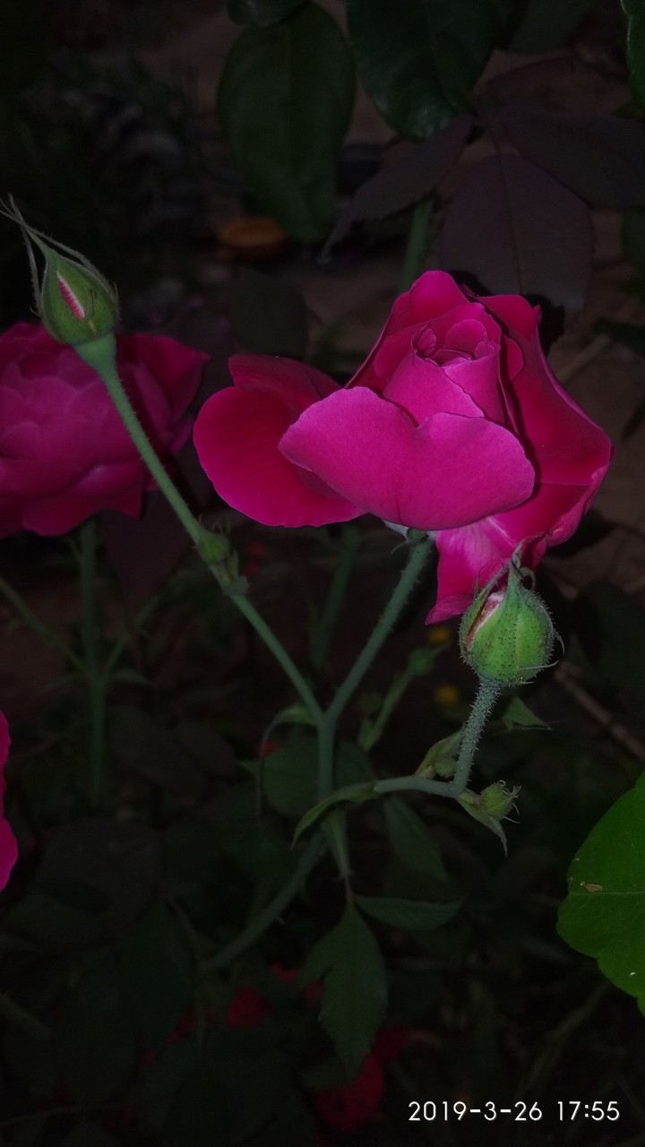 flower