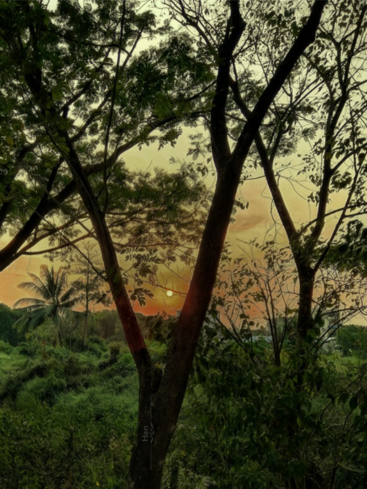 wild trees