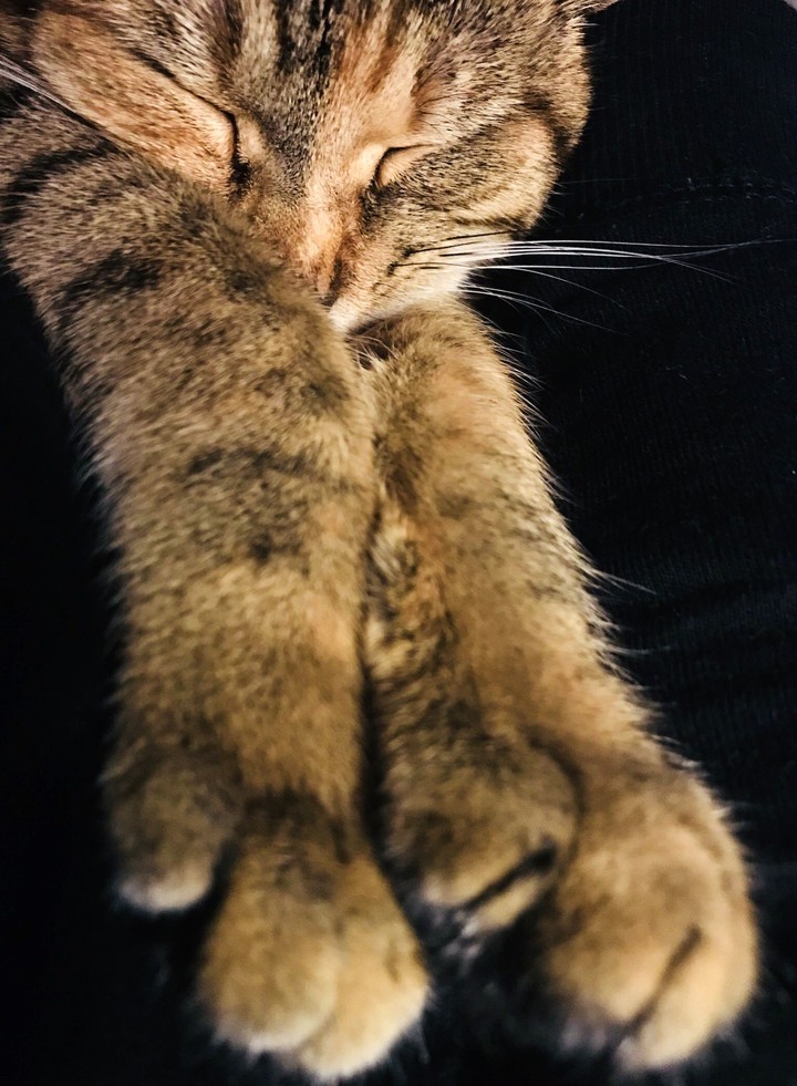 soft kitty, warm kitty, little ball of fur ❤️