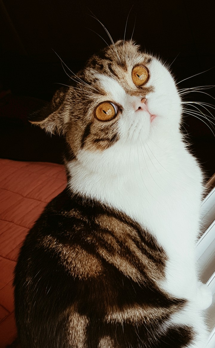 냥이