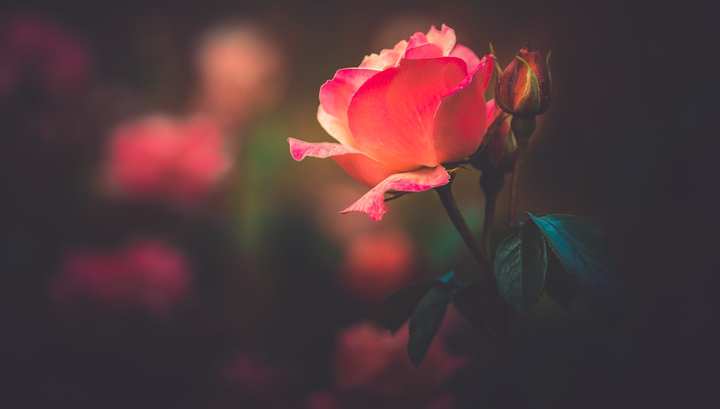 rose