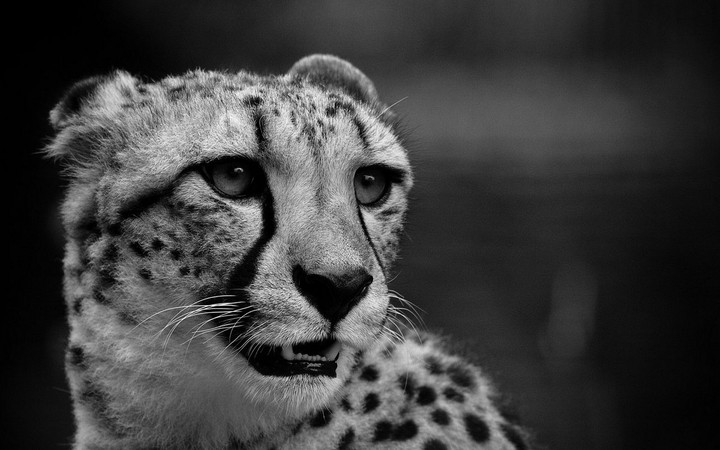Cheetah