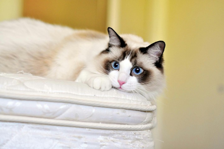 blue eyes