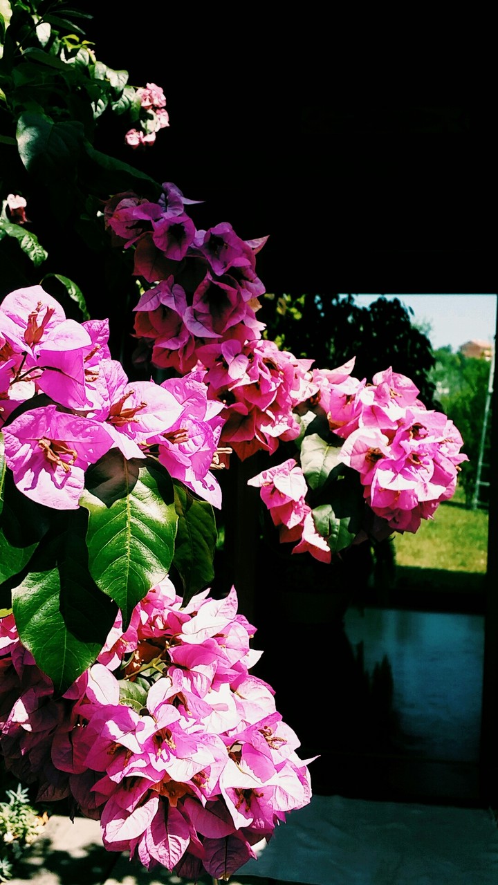 Buganvillae