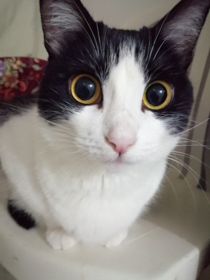 Haru