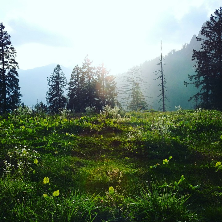 Mr. Sunshine touches green velvet, beauty of nature.