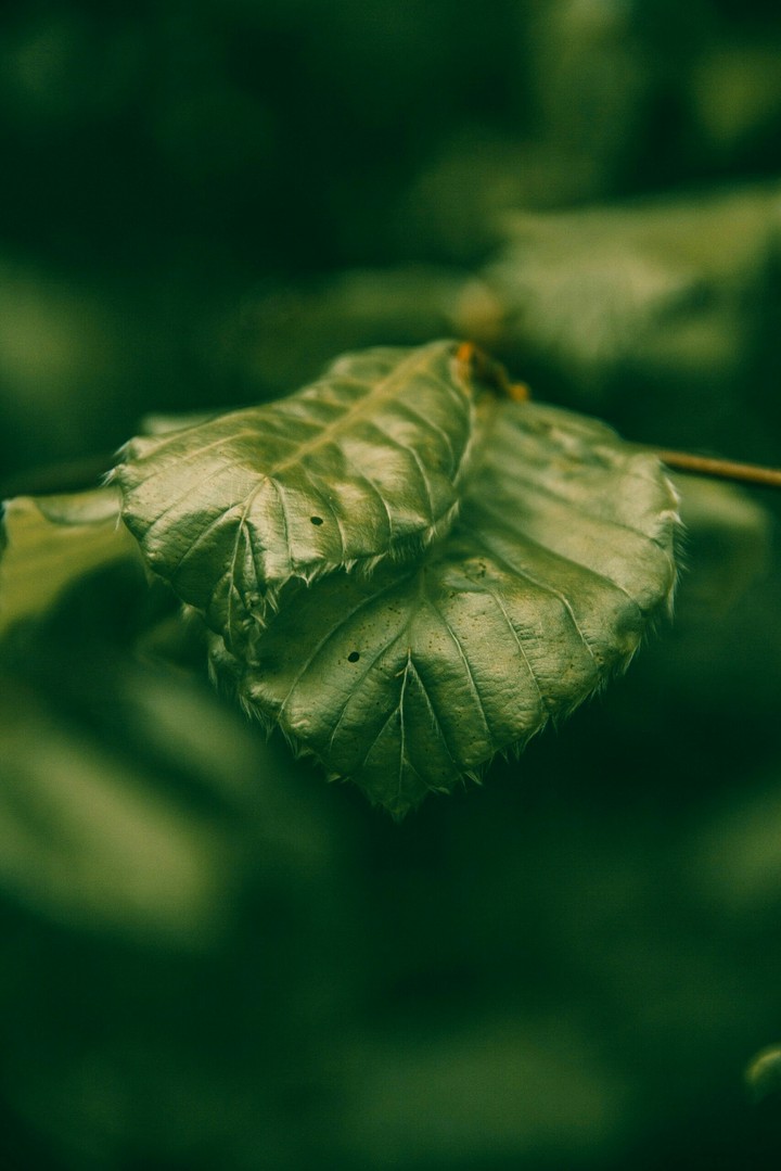leaf...
