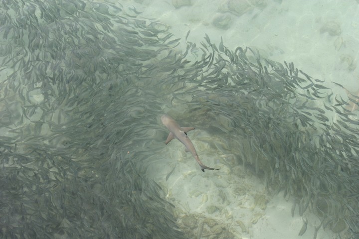 Sea