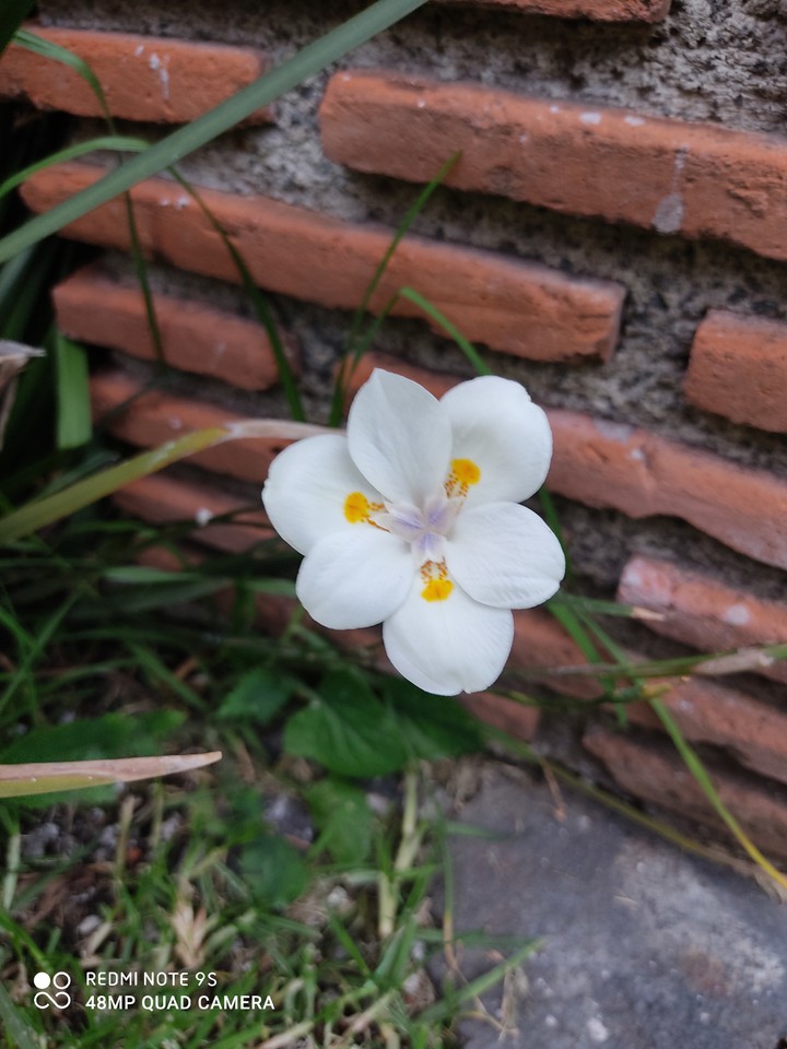 solitaria