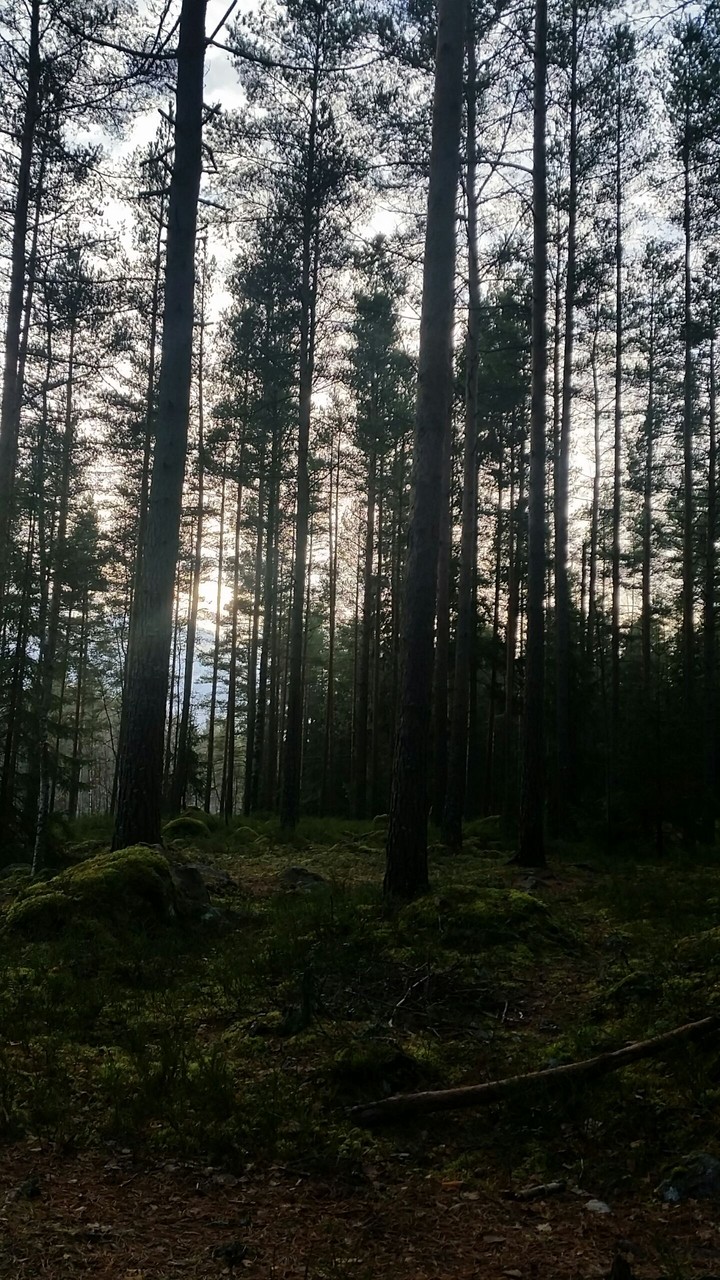 forest